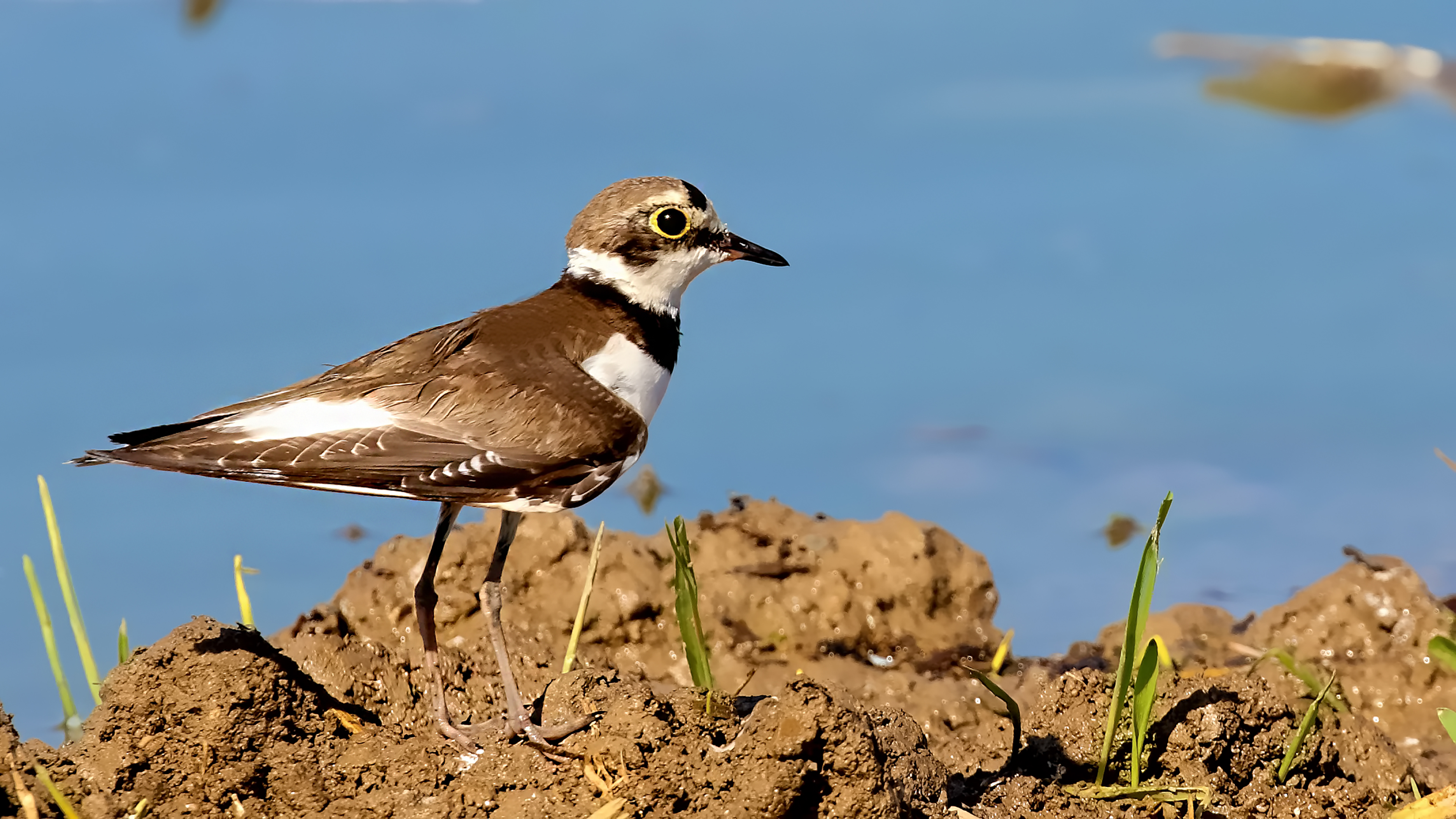 Little Ringed Plover — Ana fotoğraf
